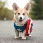 CapCorgi